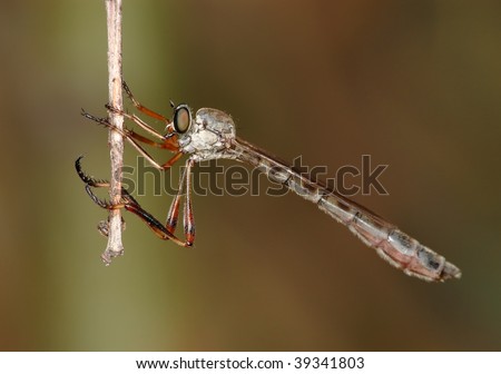 Predatory robber fly (Asilidae) of small size with a thin body.