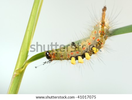 Small caterpillar with tufts of hairs on the blade.
