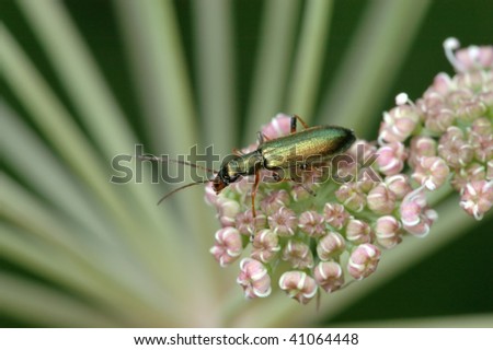 Small shiny green beetle on a flower