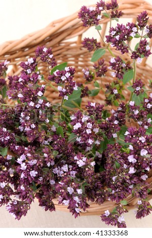 A bunch of stems with flowers of aromatic and medicinal plants Origan (Origanum vulgare).