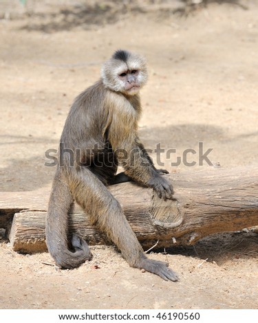 A monkey in a zoo, game and asking for food.