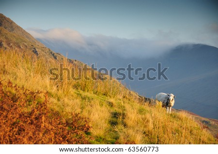 Autumn view of Herdwick sheep amongst mountains in the English Lake District