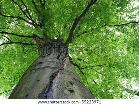 Walk in the woods, below a huge leafy tree