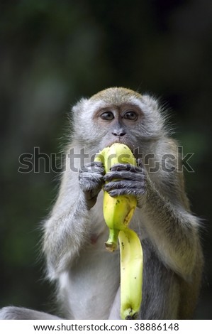 pics of monkeys eating bananas. stock photo : Monkey eating