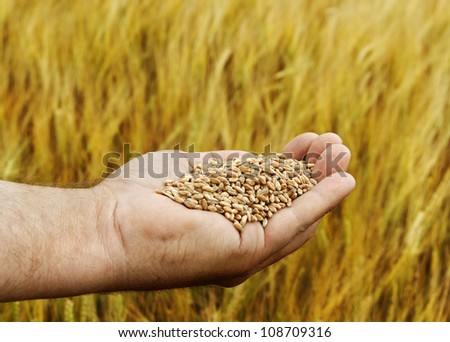 Hand with seeds and wheat land.