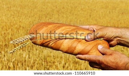 Man hand  with bread and ripe spikes at the field.
