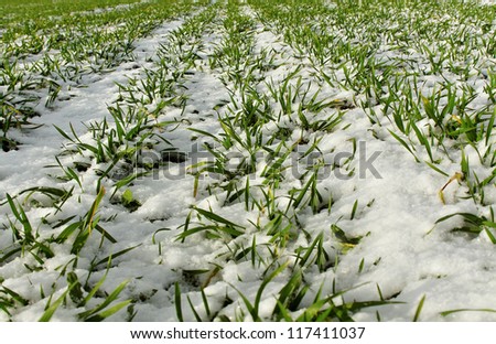 Wheat plant in winter.