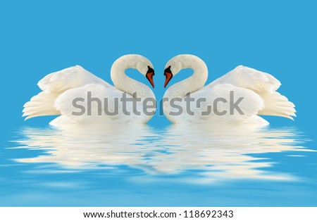 Two swans on the blue surface.
