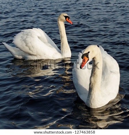 Two swans are swimming on the lake.