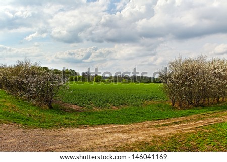 Country landscape with blossom bushes.