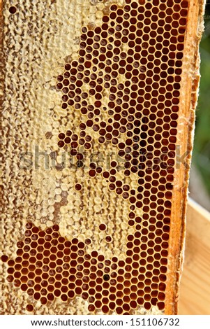 Frame with natural gold honey.