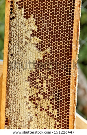 Frame with natural gold honey.