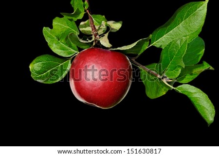 Brunch with red apples isolated on black surface.
