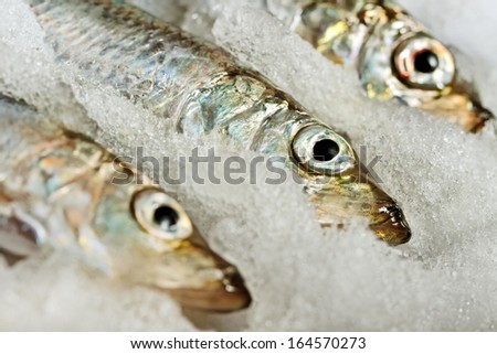 Baltic herring in the ice box.