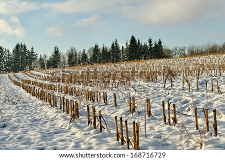 Hill field under snow in a winter.