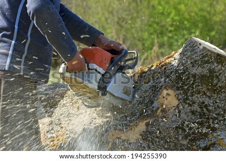 Man cuts a fallen tree, dangerous work.