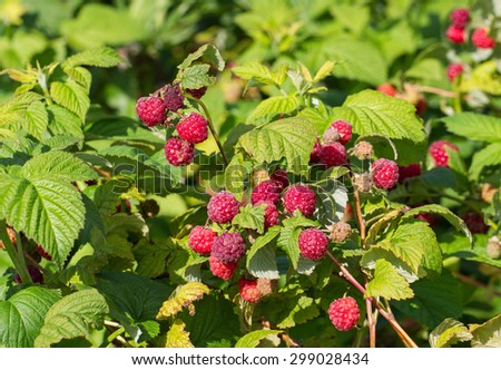 Growing natural bush of raspberry.