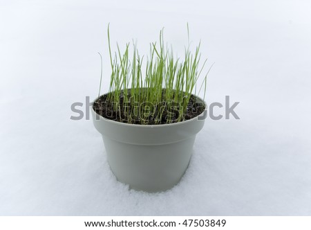 Pot of grass on the snow outside.