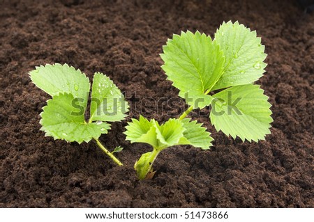 The strawberry plant in a soil.