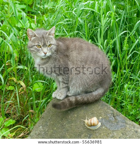 Snail and cat.