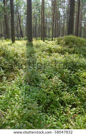 Vertical photo with bilberry plants in the wood.