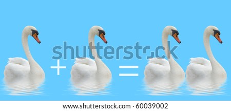 Mathematics equation with swans  on the blue .