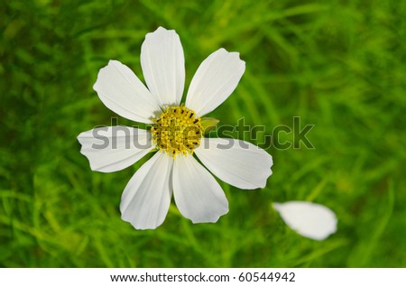 The daisy with fallen petal.