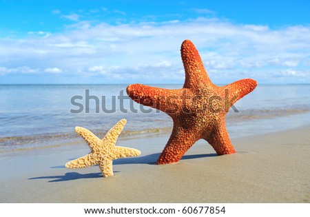 Small and big starfishes on the beach.