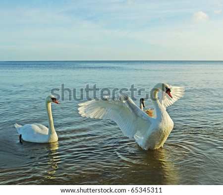 Birds above sea, big swan protection his child.