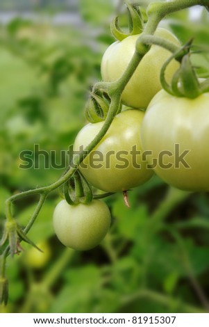 Growing tomatoes in a greenhouse, vertical photo.