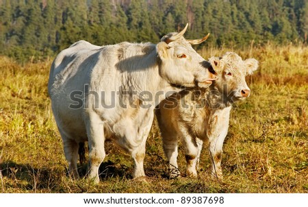 Cow licking calf with tongue, animals on meadow.