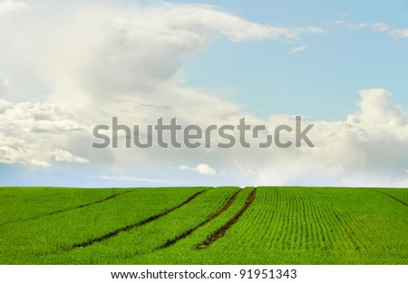 Green wheat field with tractor track.