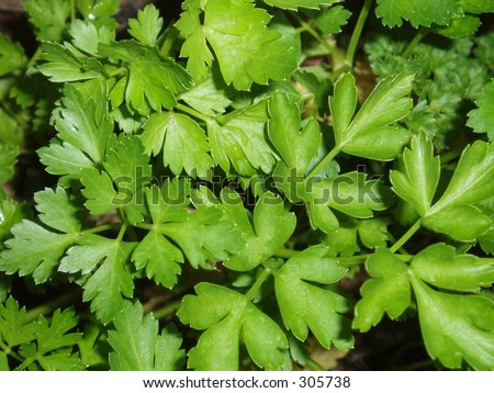 Flat leaf parsley
