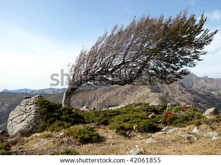 Bent tree in the wind