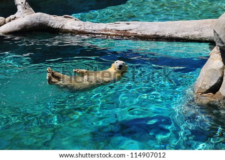 Polar bear swimming in blue water (Ursus maritimus). Polar bear looking at the camera