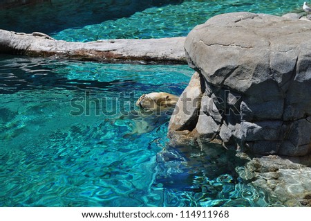 Polar bear swimming in blue water (Ursus maritimus). Polar bear hiding his face