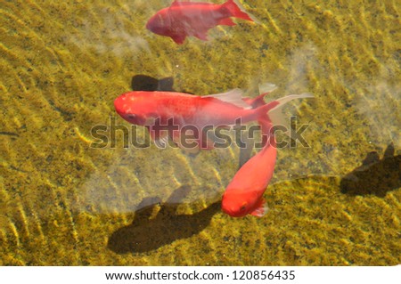 Beautiful koi fish swimming in the pond. Gold fish