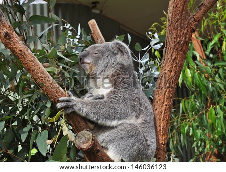 Australian koala bear sleeping on eucalyptus or gum tree. Sydney, NSW, Australia. exotic iconic Aussie mammal animal in lush jungle rainforest
