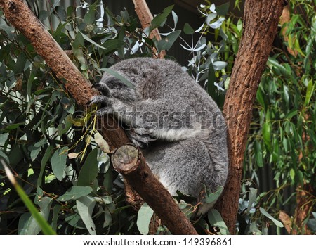 Australian koala bear sleeping on eucalyptus or gum tree. Sydney, NSW, Australia. exotic iconic Aussie mammal animal