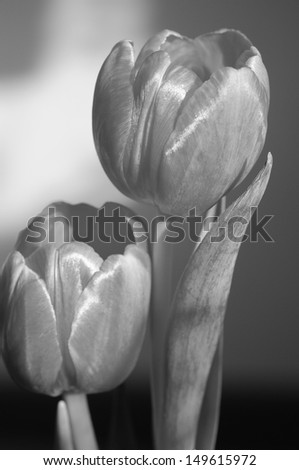 Red Tulip Flowers isolated on black background. Black and white photo.