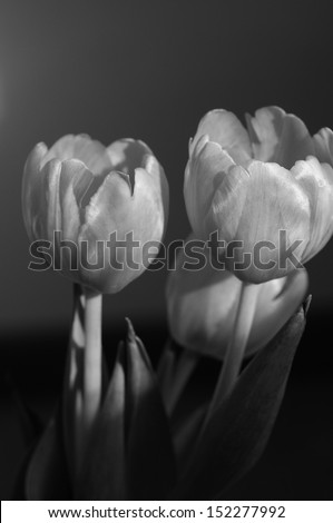 Red Tulip Flowers isolated on black background. Black and white photo