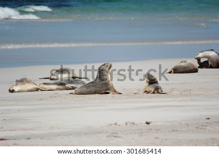 Australian Sea lions on the beach. Seal Bay, Kangaroo Island, South Australia
