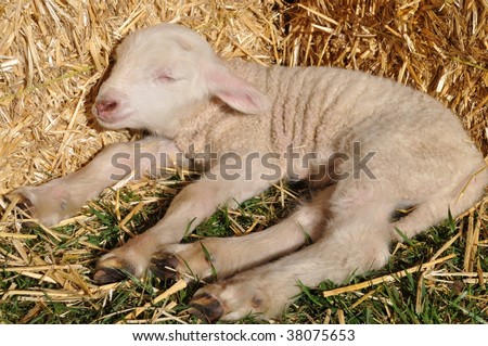 sleepy little lamb on the farm