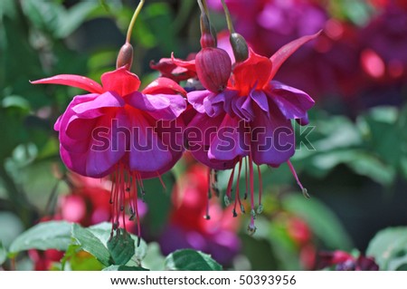 Beautiful Flower on Beautiful Flower Fuchsia Stock Photo 50393956   Shutterstock