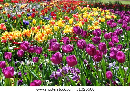 A Lot of Beautiful violet and yellow tulips