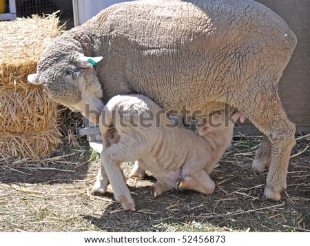 Little sheep drinking milk from mother sheep, Australian merino sheep
