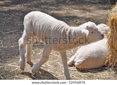 Cute little sheep at the farm