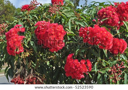 red flowers gum tree eucalyptus phytocarpa australian native with leaves