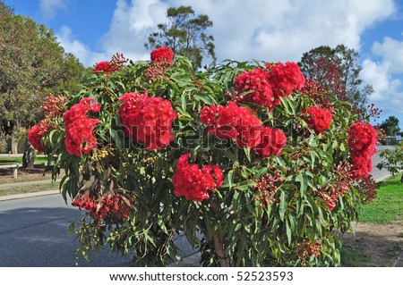 red flowers gum tree eucalyptus phytocarpa australian native with leaves