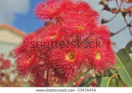 red flowers gum tree eucalyptus phytocarpa australian native
